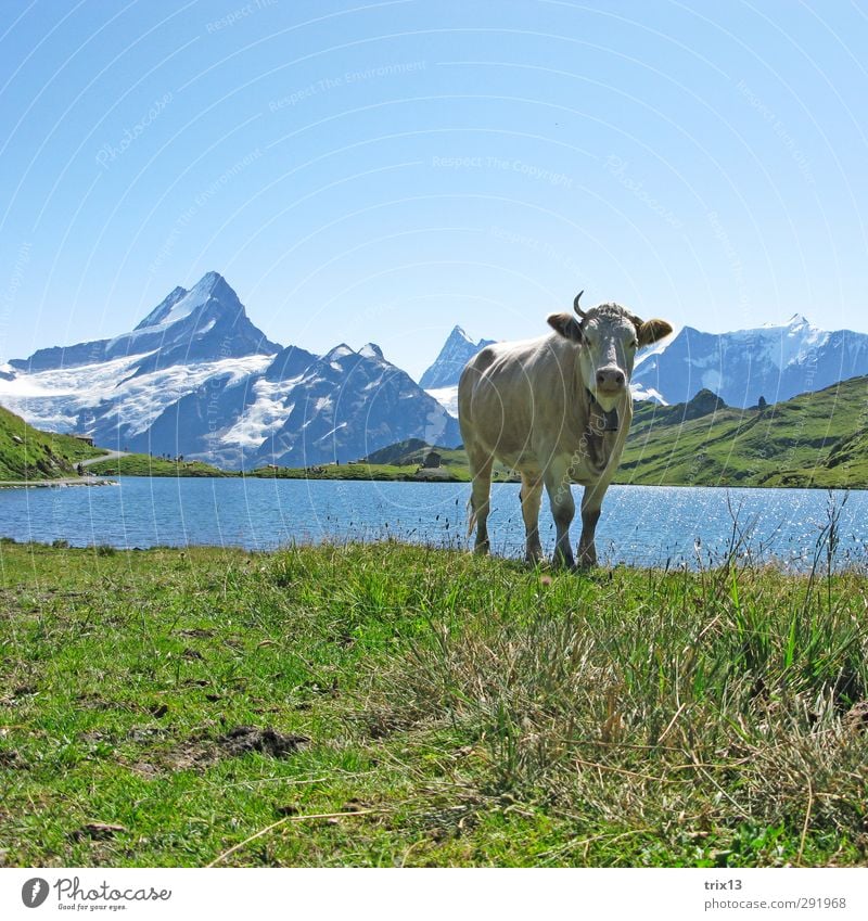 unicorn Animal Farm animal Cow 1 Water Green Grindelwald Bach alps lake Schreckhorn Meadow Sky Antlers Mountain Colour photo Exterior shot Deserted Day Light