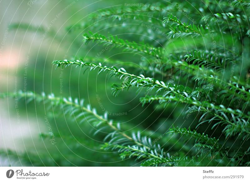 The greenery from the hedge green stuff Hedge taxus Yew hedge plant Foliage plant Plantlet yew needles conifer branch coniferous branches coniferous wood Bushes