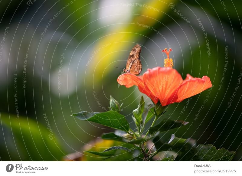 sun worshippers Art Work of art Environment Nature Sun Sunlight Spring Summer Plant Flower Bushes Leaf Blossom Foliage plant Garden Park Animal Butterfly Wing 1