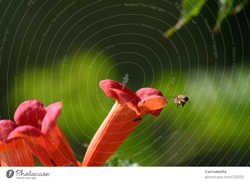 approach Bee Plant Green Red Blossom Flying