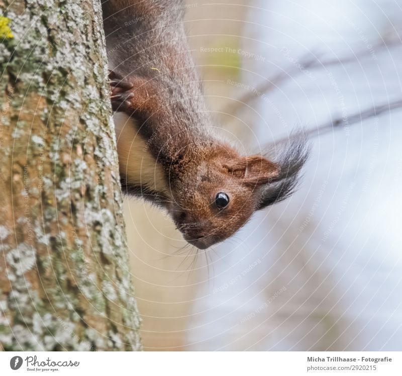 Young curious squirrel Nature Animal Sky Sunlight Beautiful weather Tree Forest Wild animal Animal face Pelt Claw Paw Squirrel Baby animal Offspring Eyes Ear 1