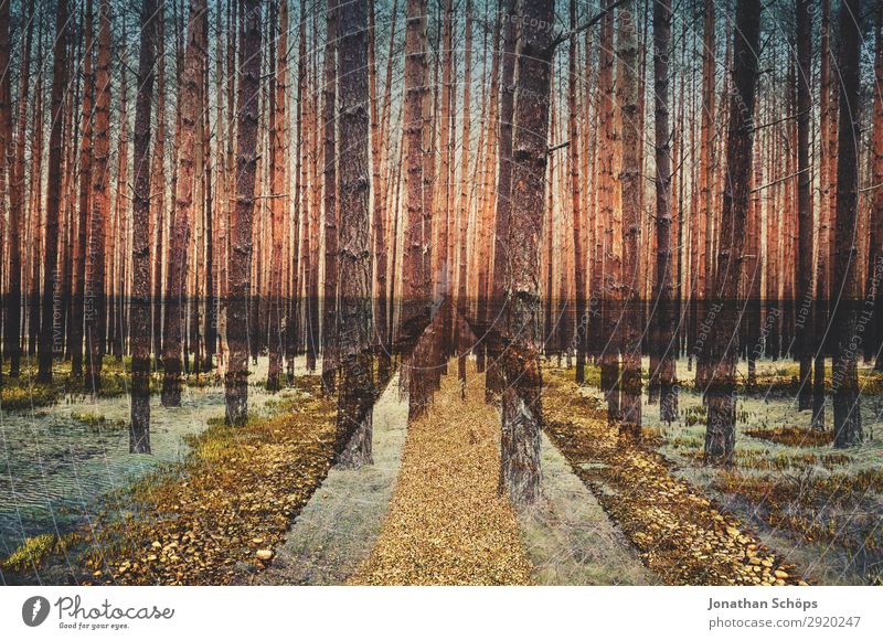 Multiple exposure forest and path Environment Nature Landscape Elements Meadow Forest Esthetic Anticipation Tree Coniferous forest Bleak Double exposure