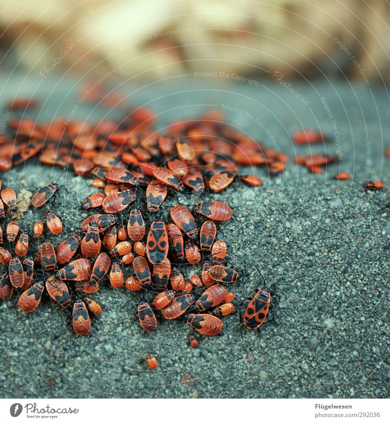 kerb beetle Environment Nature Landscape Climate Plant Garden Outskirts Street Crossroads Lanes & trails Road junction Hunting Crawl Disgust Beetle Pill bug