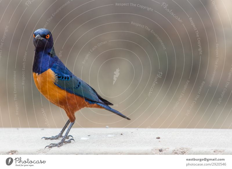 A colorful Superb Starling in Tanzania Beautiful Vacation & Travel Adventure Safari Environment Nature Animal Tree Grass Park Wild animal Bird Bright Blue