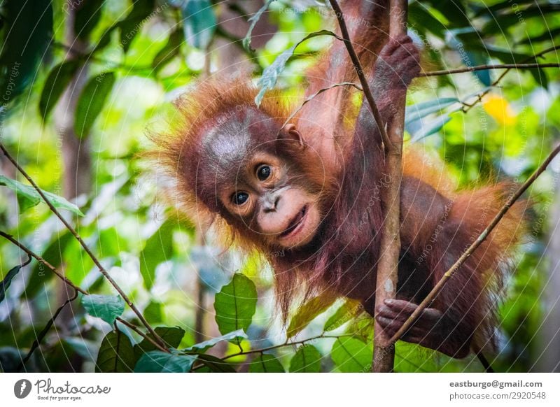 World's cutest baby orangutan hangs in a tree Vacation & Travel Child Baby Infancy Nature Animal Tree Park Forest Virgin forest Fur coat Baby animal