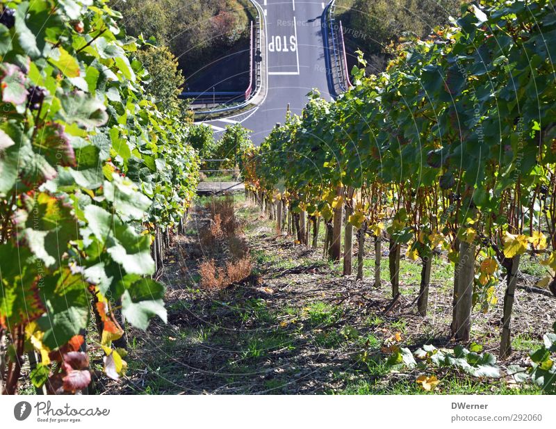 Break in the vineyard Wine Environment Nature Landscape Climate Beautiful weather Plant Bushes Agricultural crop Field Hill Road junction Blossoming To enjoy