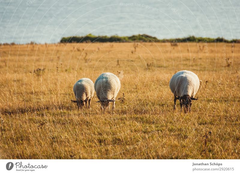 Eating three sheep in the field Agriculture Animal Field Farm animal England Great Britain Sheep Sussex Meadow Pasture Foraging Nature Natural Evening sun