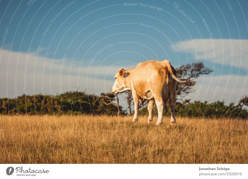 Cow on the field in England Agriculture Forestry Environment Nature Landscape Animal Summer Climate change Field Coast Exceptional Great Britain Cattle