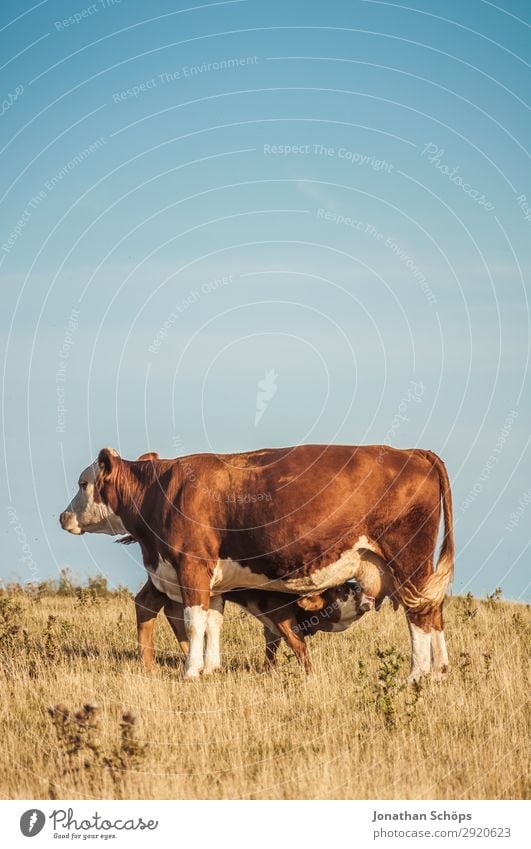 Calf drinks with cow on the field Agriculture Environment Nature Landscape Animal Summer Climate change Field Cow Exceptional Great Britain Cattle