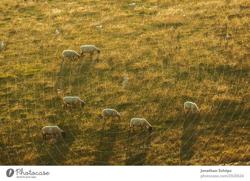 Flock of sheep in the evening sun on the field Agriculture Animal Field Farm animal England Great Britain Sheep Sussex Meadow Pasture Foraging Nature Natural