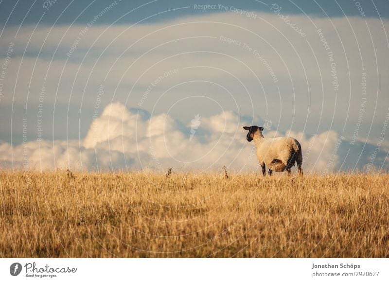 Sheep on a pasture with a view Agriculture Animal Field Farm animal 1 Esthetic England Great Britain Sussex Meadow Pasture Side Foraging Nature Natural