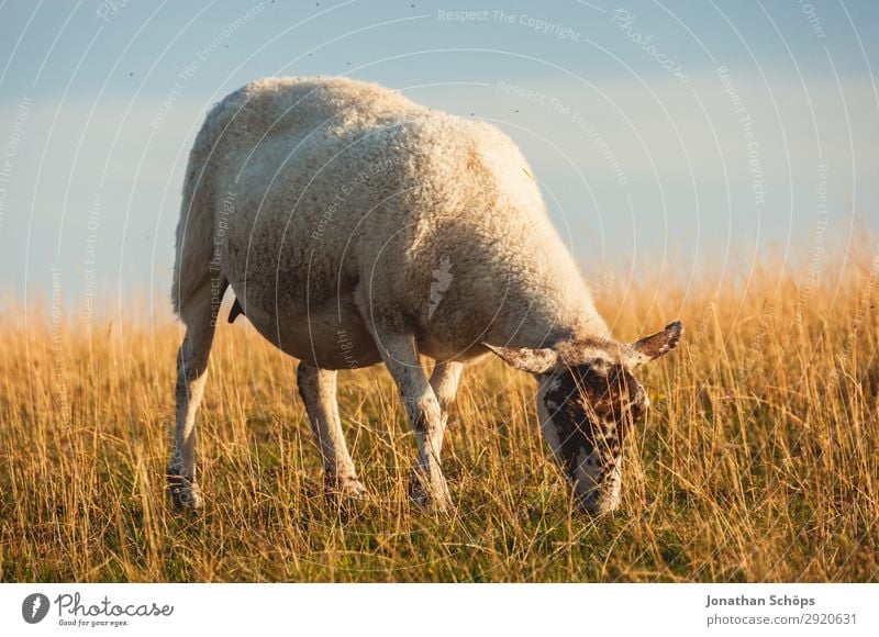 Sheep eating in a meadow Agriculture Forestry Animal Field Coast Farm animal 1 Esthetic England Great Britain Sussex To feed Meadow Pasture Side Foraging Meat