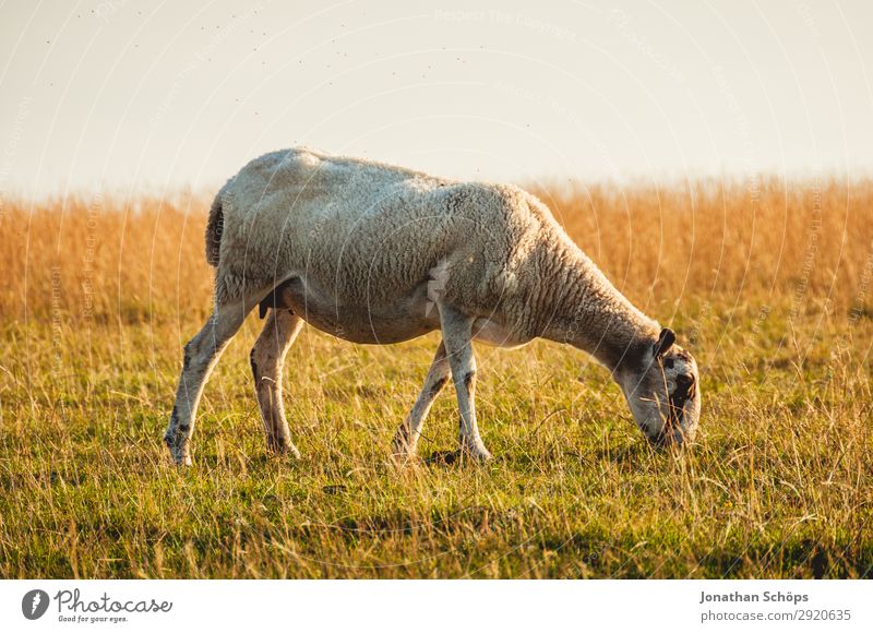 Sheep in a meadow Agriculture Forestry Animal Field Coast Farm animal 1 Esthetic England Great Britain Seven sisters peaks Sussex To feed Meadow Pasture Side