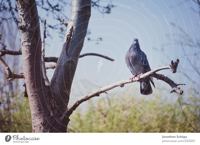 fool sb. Animal Bird 1 Kitsch Pigeon London Branch Sit Tree Observe Animal portrait Individual Colour photo Exterior shot Deserted Day Shallow depth of field