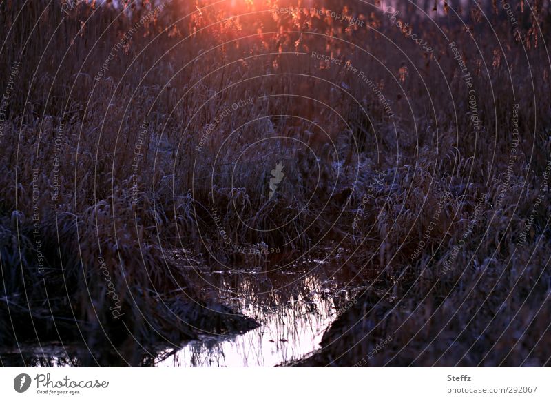 Evening silence in the swamp quiet in the evening Marsh Eerie enchanted silent tranquillity Bog Dark Evening rest grasses Moody evening light Longing Meaning