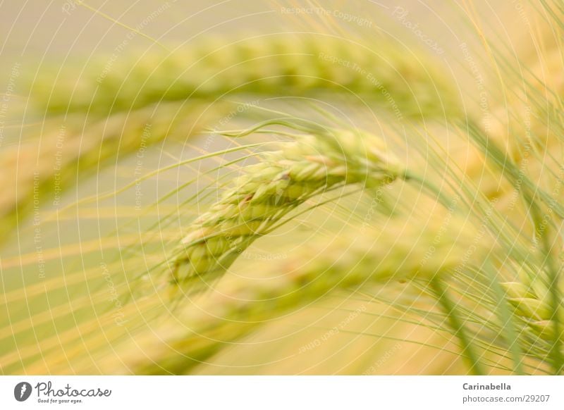 Barley I Ear of corn Plant Field Grain