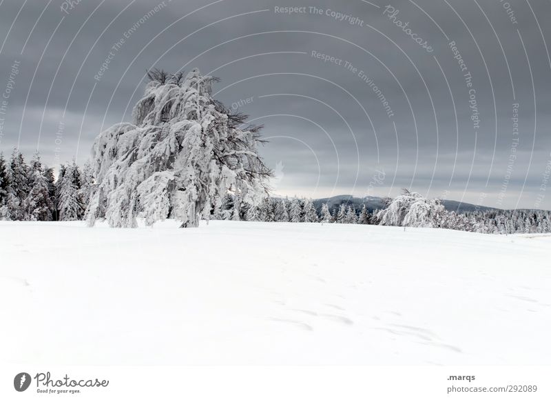 Ice on a stick Vacation & Travel Trip Winter vacation Mountain Environment Nature Landscape Climate Storm Frost Snow Tree Schauinsland Cold Beautiful Moody