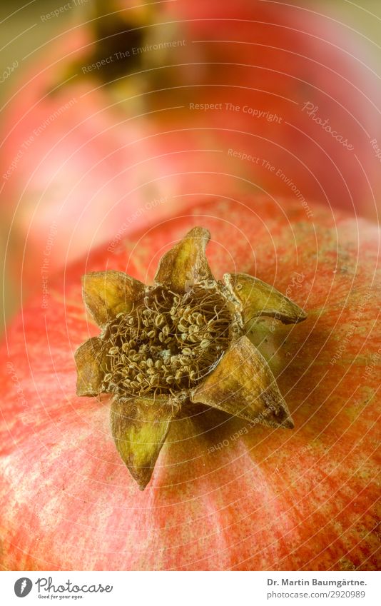 pomegranates Food Fruit Fresh Healthy Natural Juicy Red Wellness Pomegranate Blur Colour photo Studio shot Close-up Detail Deserted Day Shallow depth of field