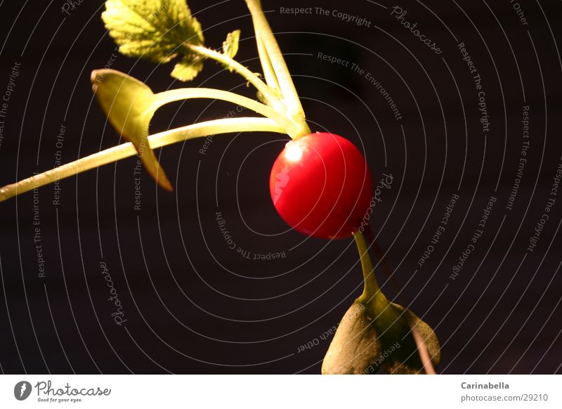 Radish II Bulb Red Leaf Root Vegetable salad vegetables