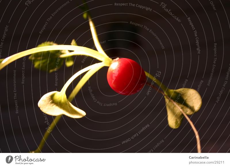 Radish I Bulb Red Vegetable Root Leaves