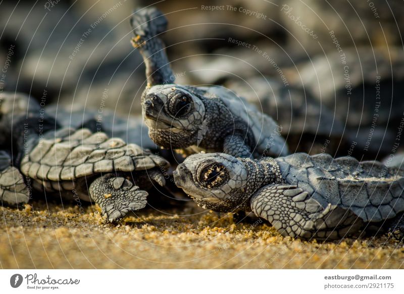 Baby sea turtles struggle for survival after hatching in Mexico Beach Ocean Nature Animal Sand Small Wild Chaos animals animals reptile baja baja peninsula