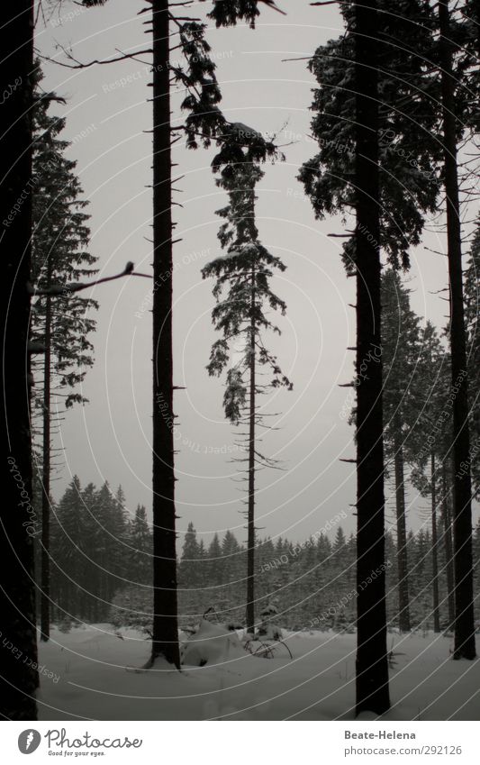 Always upright - even in gloomy times! Winter Snow Nature Clouds Bad weather Ice Frost Tree Forest Stand Growth Dark Black White Sadness Time Destruction