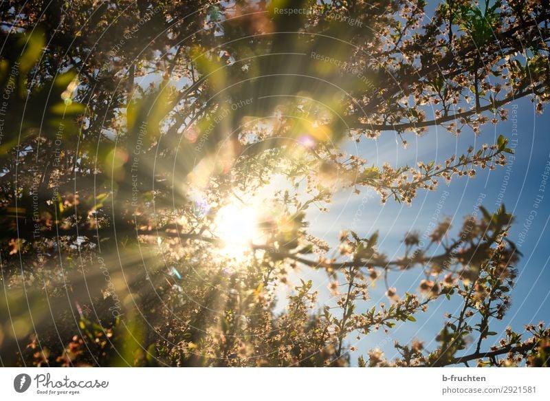 Spring sun, blossoming fruit tree Nature Sunlight Beautiful weather Plant Tree Blossom Garden Happiness Fresh Peace Help Hope Environment Fruit trees Branch