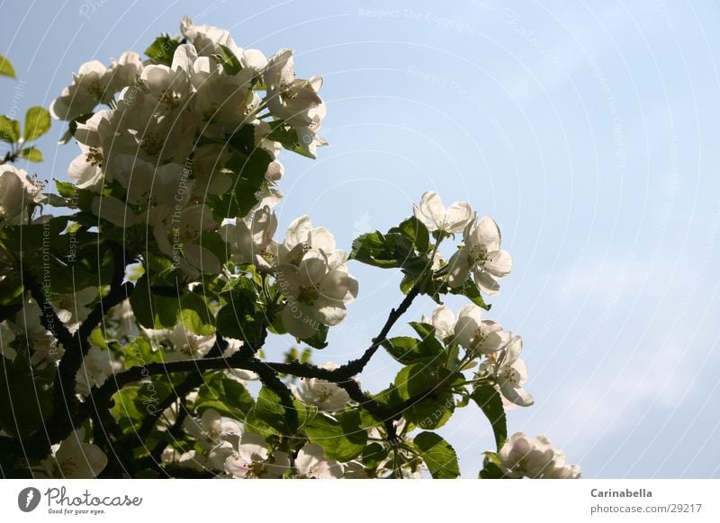 apple tree blossoms Apple tree Tree Treetop Leaf Blossom Apple blossom Branch