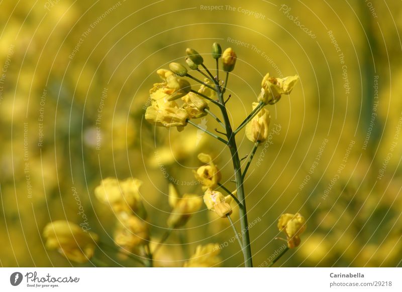 rapeseed Canola Plant Blossom Oilseed rape flower Canola field Yellow Blossoming