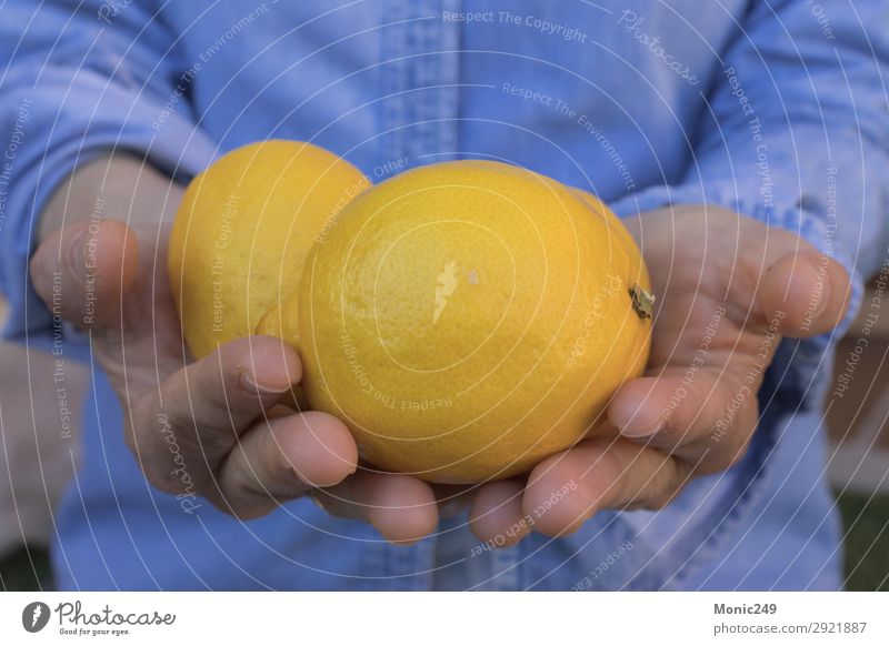 Human hands offering lemons Fruit Dessert Nutrition Breakfast Organic produce Vegetarian diet Diet Juice Lifestyle Restaurant Gastronomy Human being Feminine