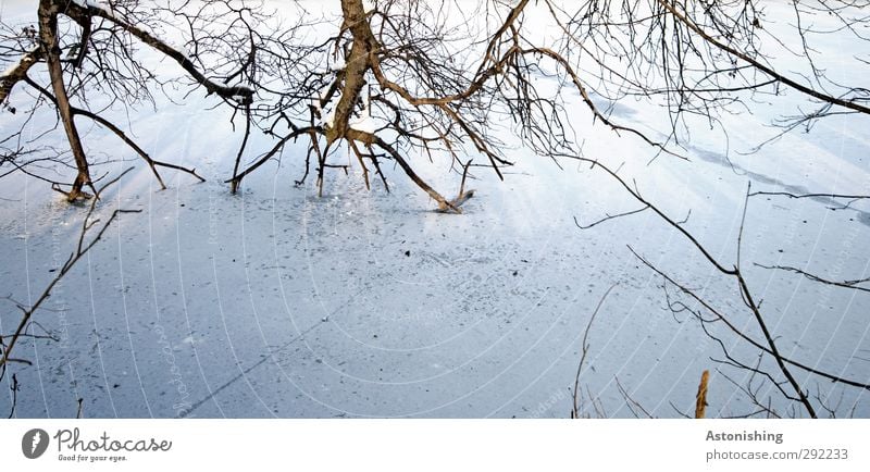 into the ice Environment Nature Landscape Plant Winter Weather Ice Frost Snow Tree Park Forest River bank Wood Cold Branch Branchage Twig Shadow White