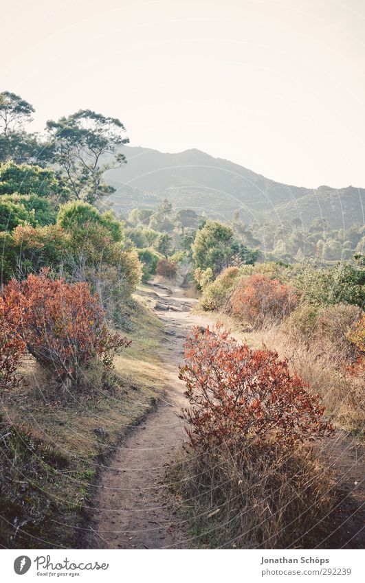 ...Corsica! Environment Nature Landscape Plant Sky Cloudless sky Summer Beautiful weather Bushes Hill Mountain Hope Lanes & trails Island France South Warmth