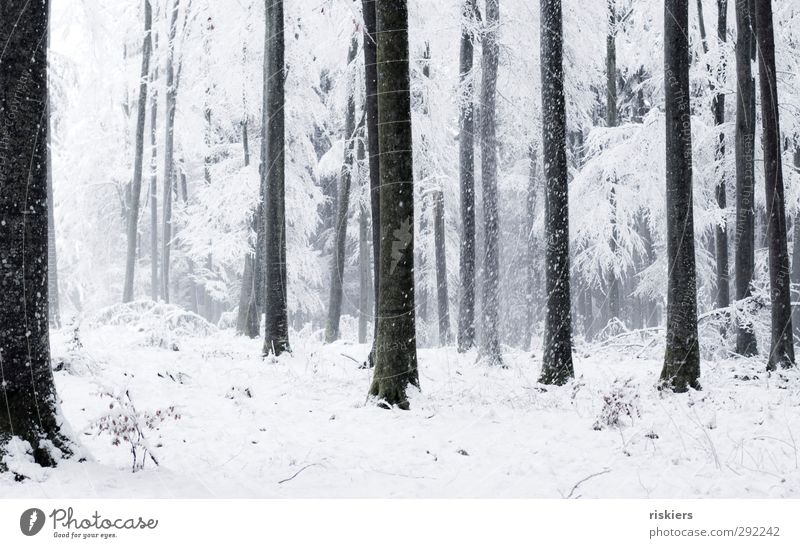 so must winter!! Environment Nature Elements Winter Weather Beautiful weather Fog Snow Snowfall Forest Black White Emotions Calm Idyll Cold Colour photo