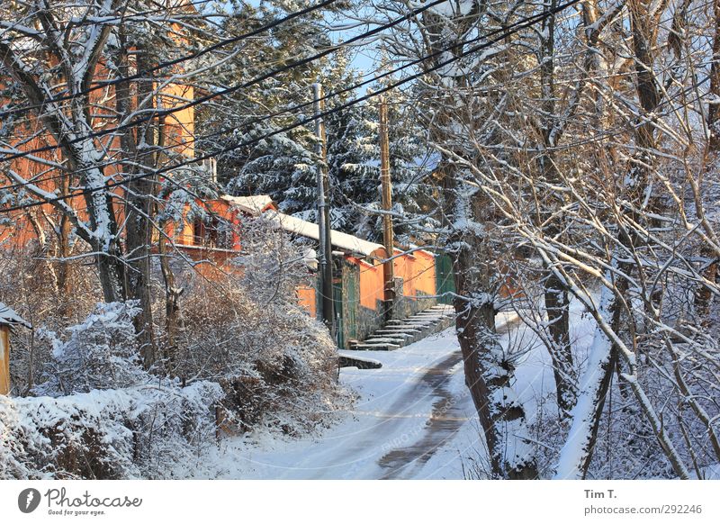 Bulgaria Environment Winter Beautiful weather Ice Frost Snow Tree Bushes Sofia Outskirts House (Residential Structure) Tourism Colour photo Exterior shot