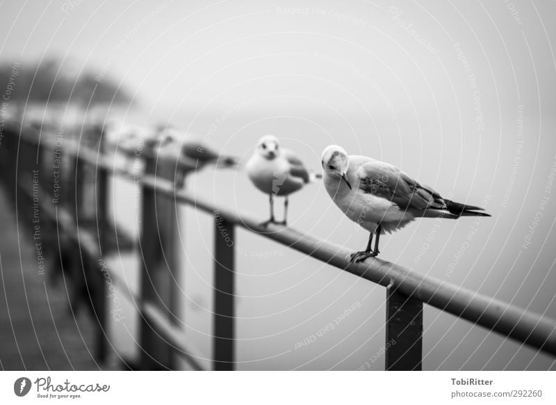 just another gull Fishing village Port City Outskirts Deserted Harbour Animal Bird Wing Group of animals Observe Relaxation Sit Stand Wait Elegant Infinity