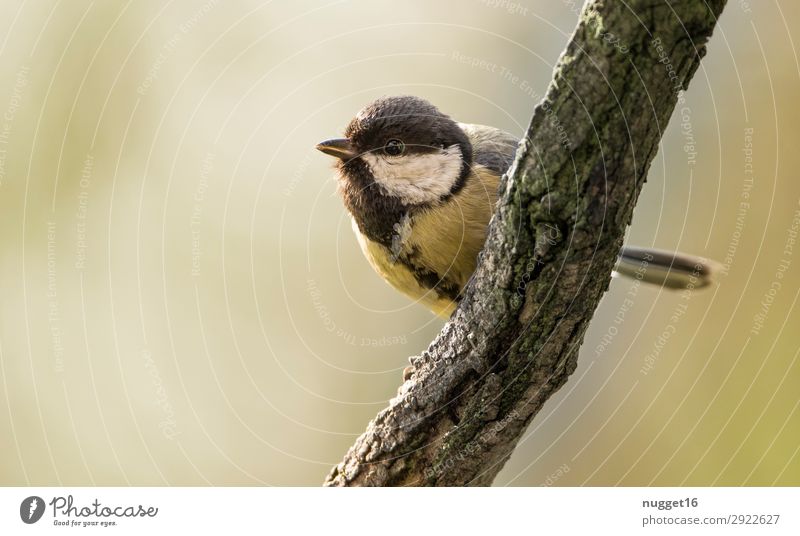 cabbage tit Environment Nature Animal Spring Summer Autumn Climate Beautiful weather Tree Branch Garden Park Field Forest Wild animal Bird Animal face Wing