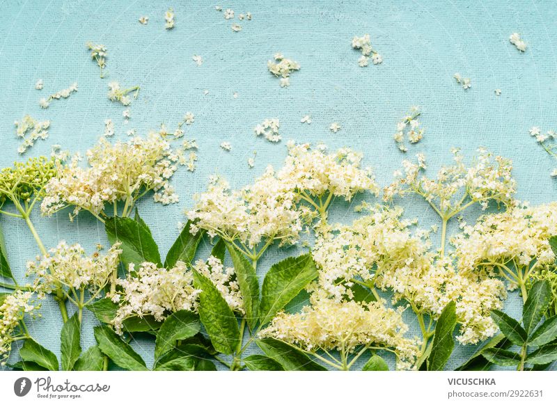 Elderflower on light blue background Food Jam Herbs and spices Nutrition Organic produce Vegetarian diet Diet Style Design Healthy Alternative medicine