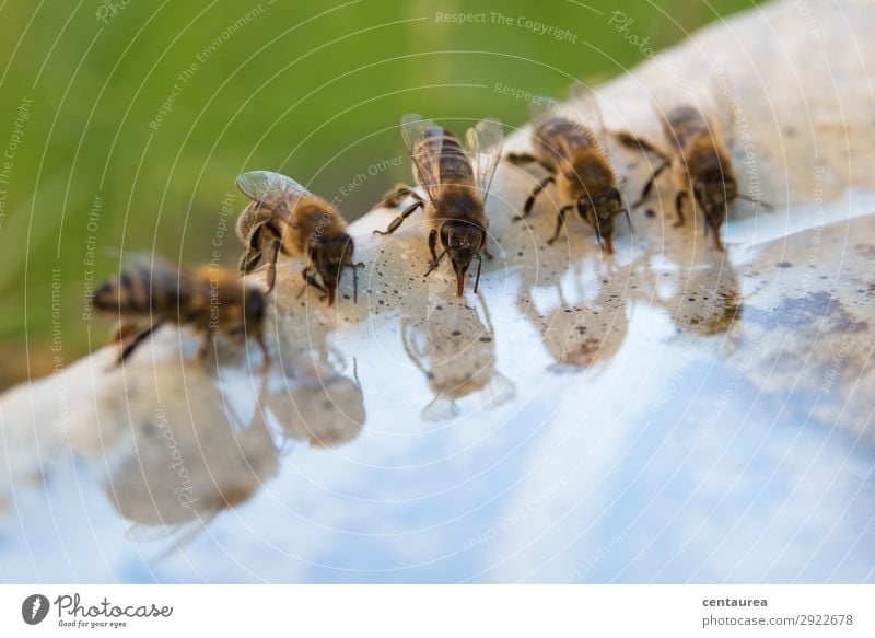 thirsty bees Environment Nature Animal Water Garden Wild animal Bee Group of animals Drinking Delicious Contentment Hospitality Diligent Network Attachment