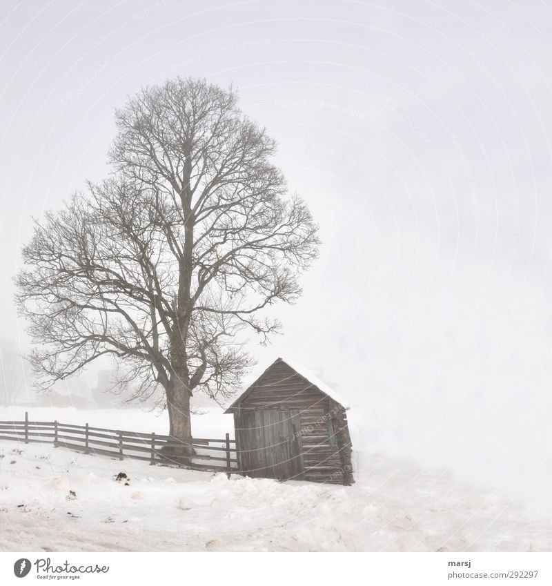 Old houses in the fog Fence Winter Fog Ice Frost Snow Plant Tree House (Residential Structure) Hut Hayrick hay barnyard Wood Cold Brown Moody Colour photo