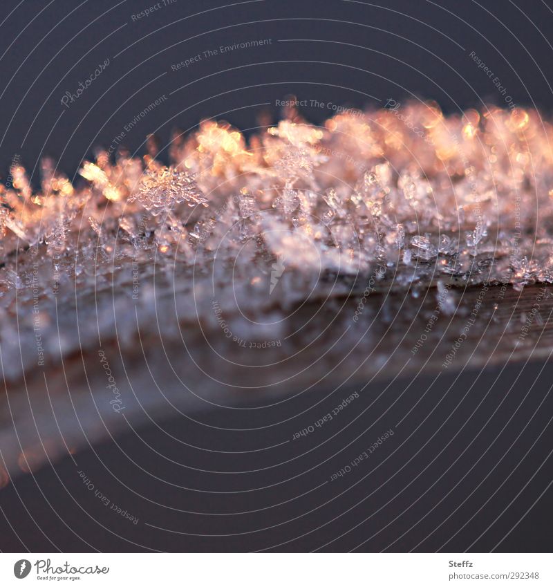 Hoarfrost on a blade of grass in warm evening light Hoar frost Cold shock Freezing cold ice crystals chill cold snap onset of winter Nordic Grass Blade of grass