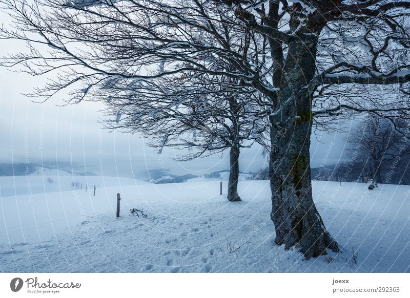 valley view Landscape Sky Winter Weather Bad weather Tree Mountain Cold Blue Black White Idyll Schauinsland Colour photo Subdued colour Exterior shot Deserted