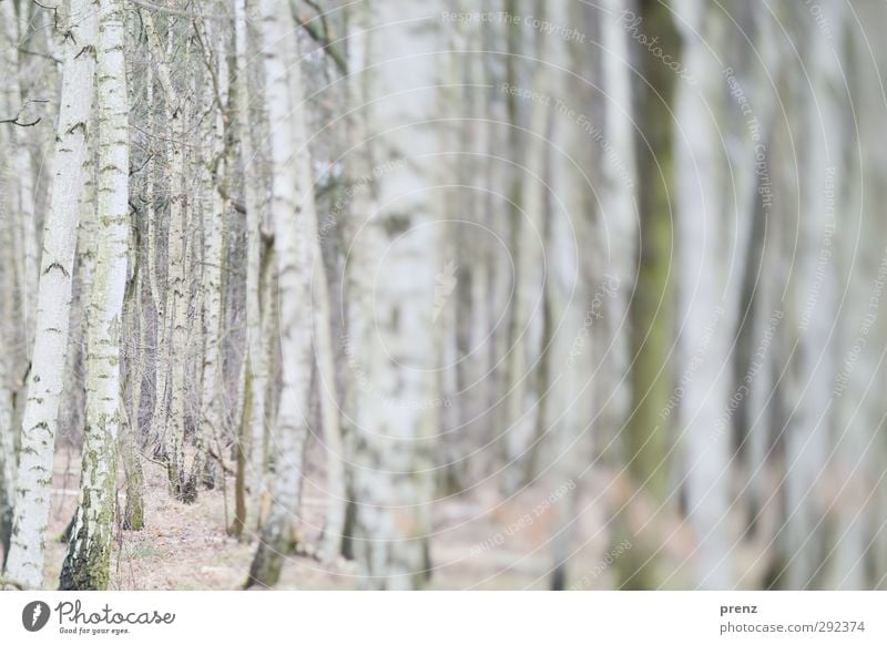 winter birch forest Environment Nature Landscape Winter Tree Wild plant Forest Gray White Birch tree Birch wood Tilt-Shift Colour photo Exterior shot Deserted