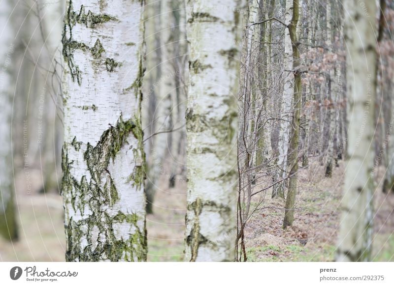 birches Environment Nature Landscape Plant Winter Tree Forest Gray White Birch tree Birch wood Tilt-Shift Tree bark Colour photo Exterior shot Deserted Day Blur