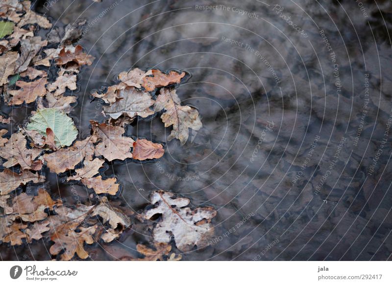 autumn Environment Nature Water Autumn Leaf Brook Natural Gloomy Colour photo Exterior shot Deserted Copy Space right Day Reflection