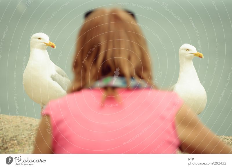 between seagulls Wild animal Seagull Beak 2 Animal Curiosity Bird Subdued colour Detail Looking into the camera