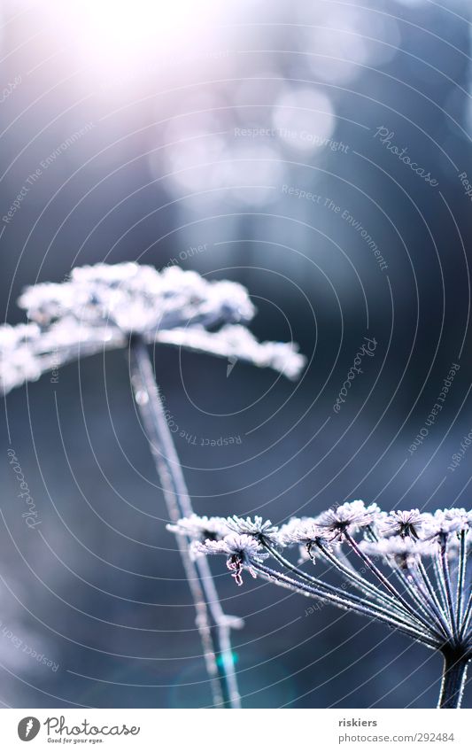 beauties of winter Nature Sunrise Sunset Sunlight Autumn Winter Ice Frost Plant Wild plant Field Forest Glittering Beautiful Cold Blue White Power Calm Purity