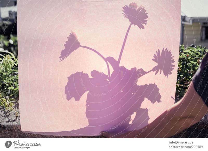 flower play Nature Summer Plant Flower Blossoming Valentine's Day Shadow Shadow play Paper Arm Colour photo Exterior shot Experimental Deserted Copy Space left