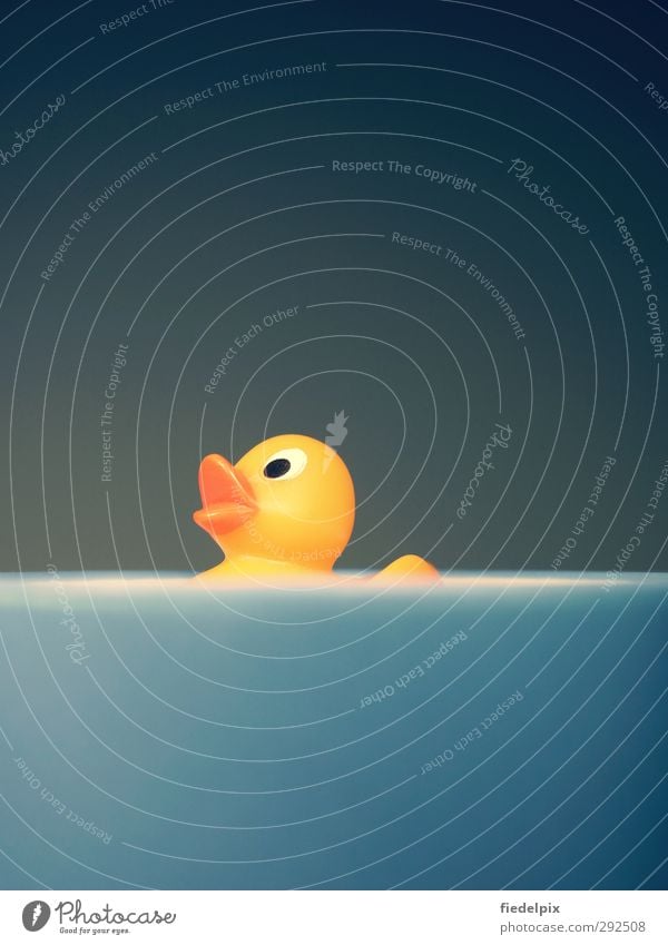 Duckduckswim Squeaky Duck Yellow Blue Orange Water floats be afloat element Duck birds Duck pond Swimming & Bathing ducklings Bright yellow squeaky duck