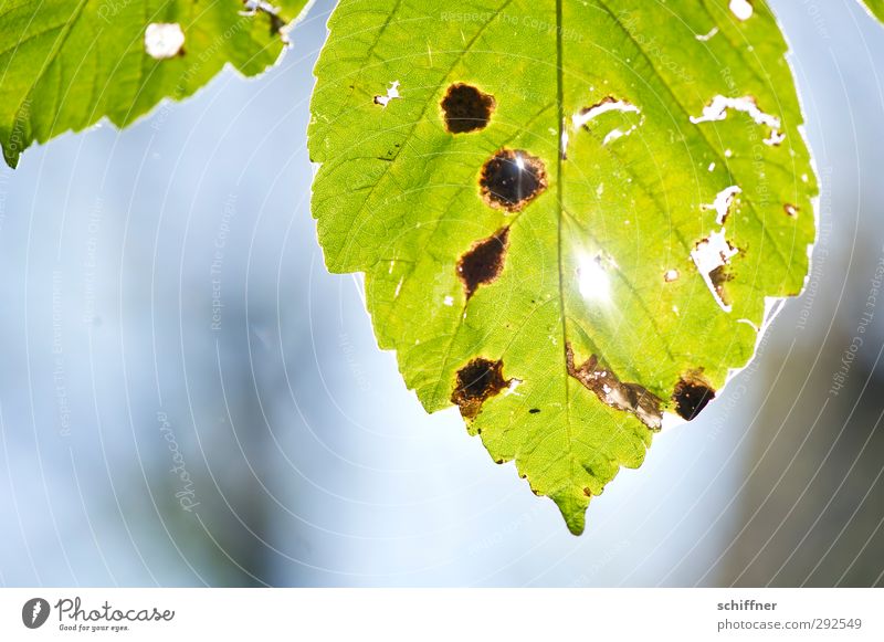 green gold leaf Environment Nature Plant Sunlight Autumn Beautiful weather Gold Green Leaf Rachis Leaf green Autumn leaves Autumnal Broken Patch Hollow Old