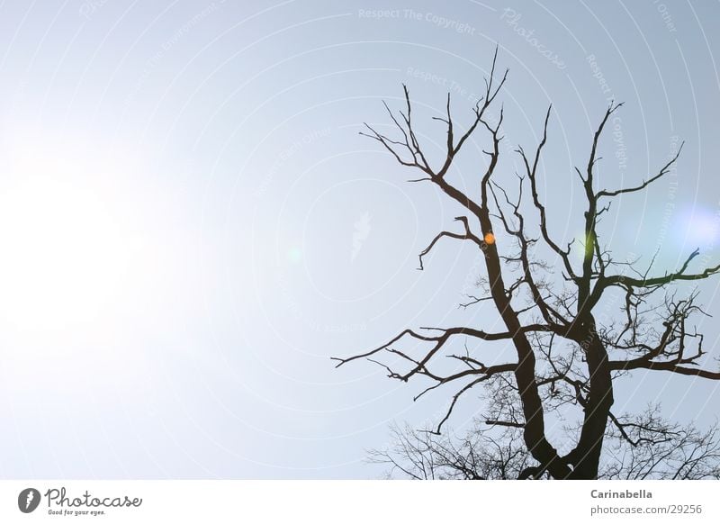 light Back-light Tree Light Sun Reflection Sky Tree trunk Branch